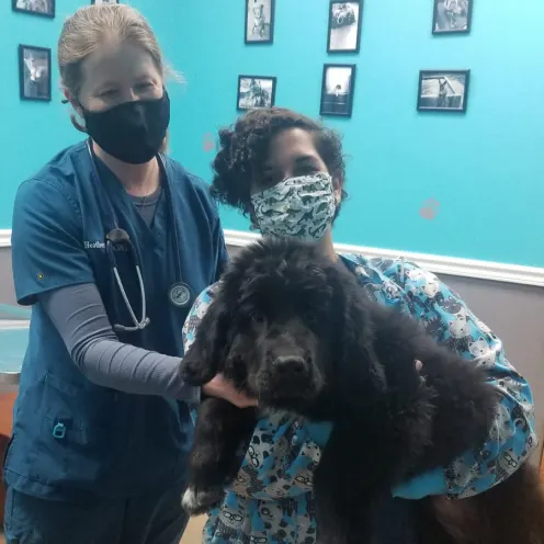Two staff members holding big fluffy black puppy